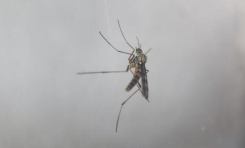 Sylvicola sp.